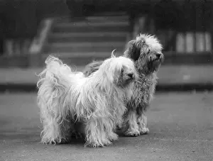 Baba: FALL/TIBETAN TERRIER/37