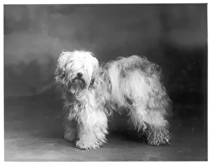 Greig: FALL/TIBETAN TERRIER/39