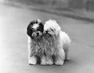 Greig: FALL/TIBETAN TERRIER/39