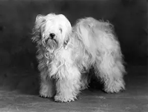 Greig: FALL/TIBETAN TERRIER/39