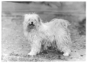 Greig: FALL/TIBETAN TERRIER/47