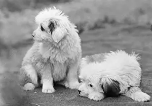 Greig: FALL/TIBETAN TERRIER/47