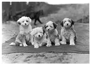 Greig: FALL/TIBETAN TERRIER/47