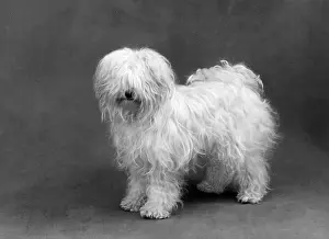 Greig: FALL/TIBETAN TERRIER/59