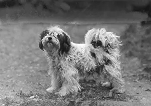 Greig: FALL/TIBETAN TERRIERS/47