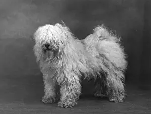Greig: FALL/TIBETAN TERRIERS/51