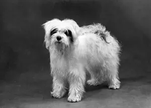 Greig: FALL/TIBETAN TERRIERS/59