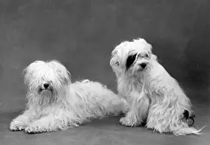 Greig: FALL/TIBETAN TERRIERS/59
