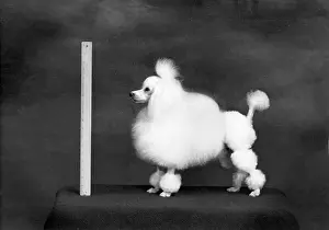 Spark: FALL/TOY POODLE/1957