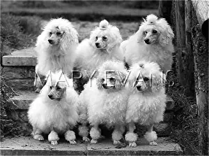 Fircot: FALL/TOY POODLE/1957