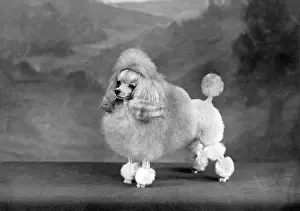 Poodle: FALL/TOY POODLE/1960