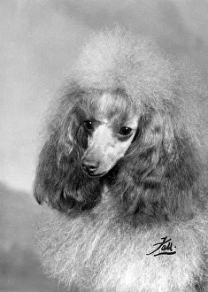 Poodle: FALL/TOY POODLE/1963