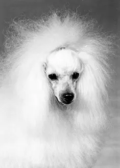 Poodle: FALL/TOY POODLE/1972