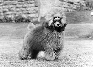 Poodle: FALL/TOY POODLE/1975
