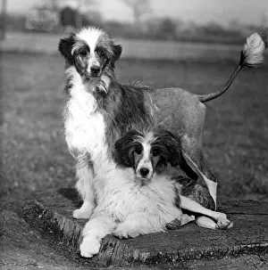 Clips: FALL/WATER DOG/1956
