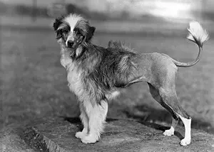 Clip: FALL/WATER DOG/1956