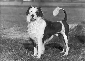 Clip: FALL/WATER DOG/1956
