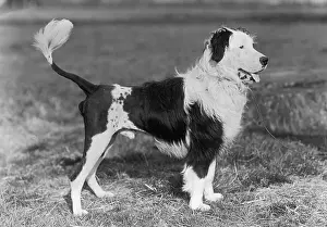 Clip: FALL/WATER DOG/1956