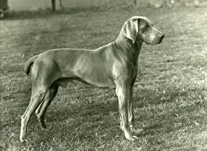 Petty: FALL/WEIMARANER/1956