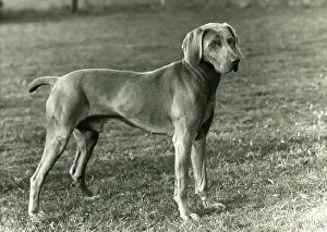 Petty: FALL/WEIMARANER/1956