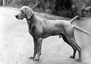 Weimaraner: FALL/WEIMARANER/1963