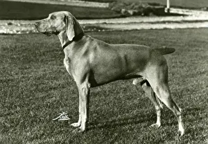 Weimaraner: FALL/WEIMARANER/1969