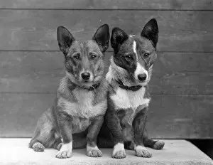 Forrest: FALL/WELSH CORGI/1938
