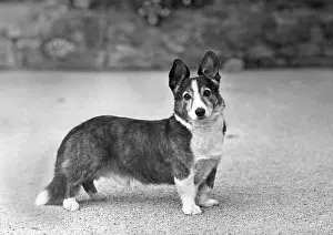 Brock: FALL/WELSH CORGI/1948
