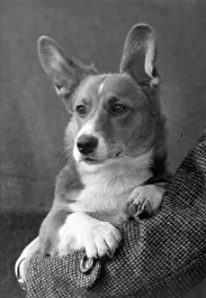 Corgi: FALL/WELSH CORGI/1949