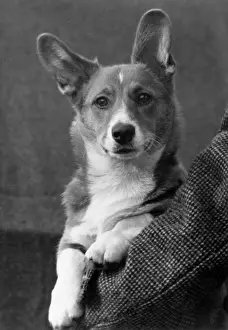 Corgi: FALL/WELSH CORGI/1949