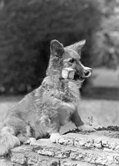 Corgi: FALL/WELSH CORGI/1950