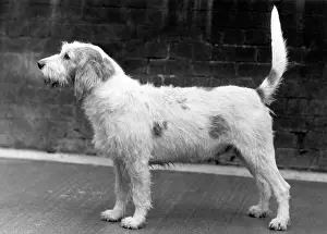 Vanguard: FALL/WELSH HOUND/1958