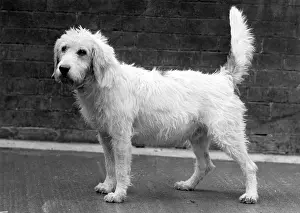 Buzzard: FALL/WELSH HOUND/1958