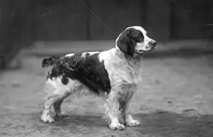 Springer: FALL/WELSH SPRINGER/1928