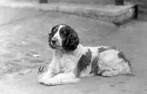 Springer: FALL/WELSH SPRINGER/1930