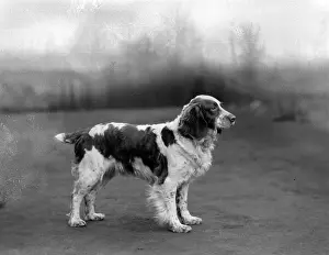 Springer: FALL/WELSH SPRINGER/1934