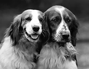 Springer: Fall - Welsh Springer - 1934