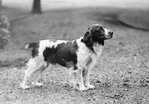 Springer: FALL/WELSH SPRINGER/1934