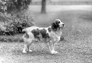 Springer: FALL/WELSH SPRINGER/1934