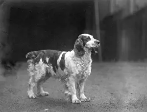 Springer: FALL/WELSH SPRINGER/1938