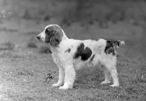 Springer: FALL/WELSH SPRINGER/1946