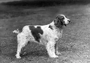 Springer: FALL/WELSH SPRINGER/1949