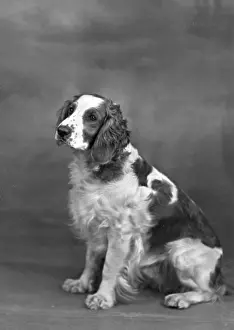 Springer: FALL/WELSH SPRINGER/1949