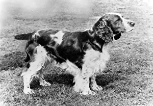 Springer: FALL/WELSH SPRINGER/1971