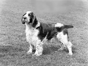 Springer: FALL/WELSH SPRINGER/1971