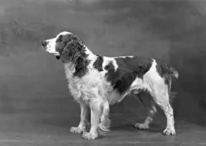 Springer: FALL/WELSH SPRINGER