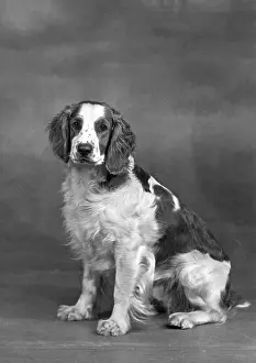 Springer: FALL/WELSH SPRINGER