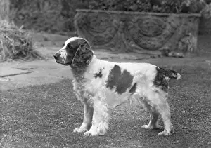 Springer: FALL/WELSH SPRINGER