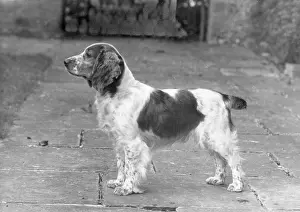Springer: FALL/WELSH SPRINGER