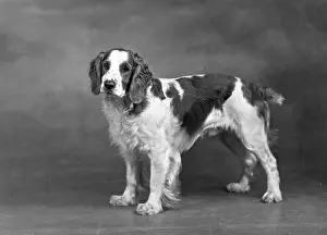 Springer: FALL/WELSH SPRINGER